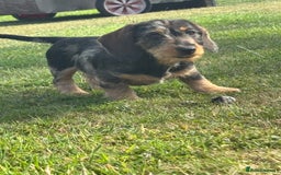 Miniature Dachshund dogs for sale: Miniature Wire Haired Dachshund  - Image 30
