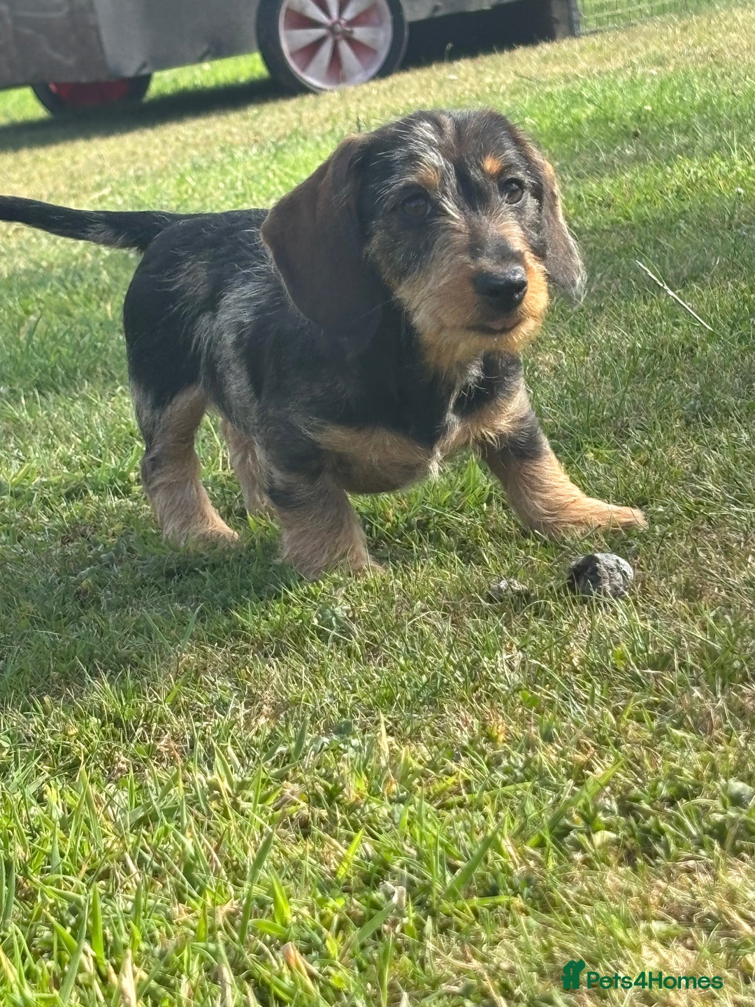 Miniature Dachshund dogs for sale: Miniature Wire Haired Dachshund  - Image 30