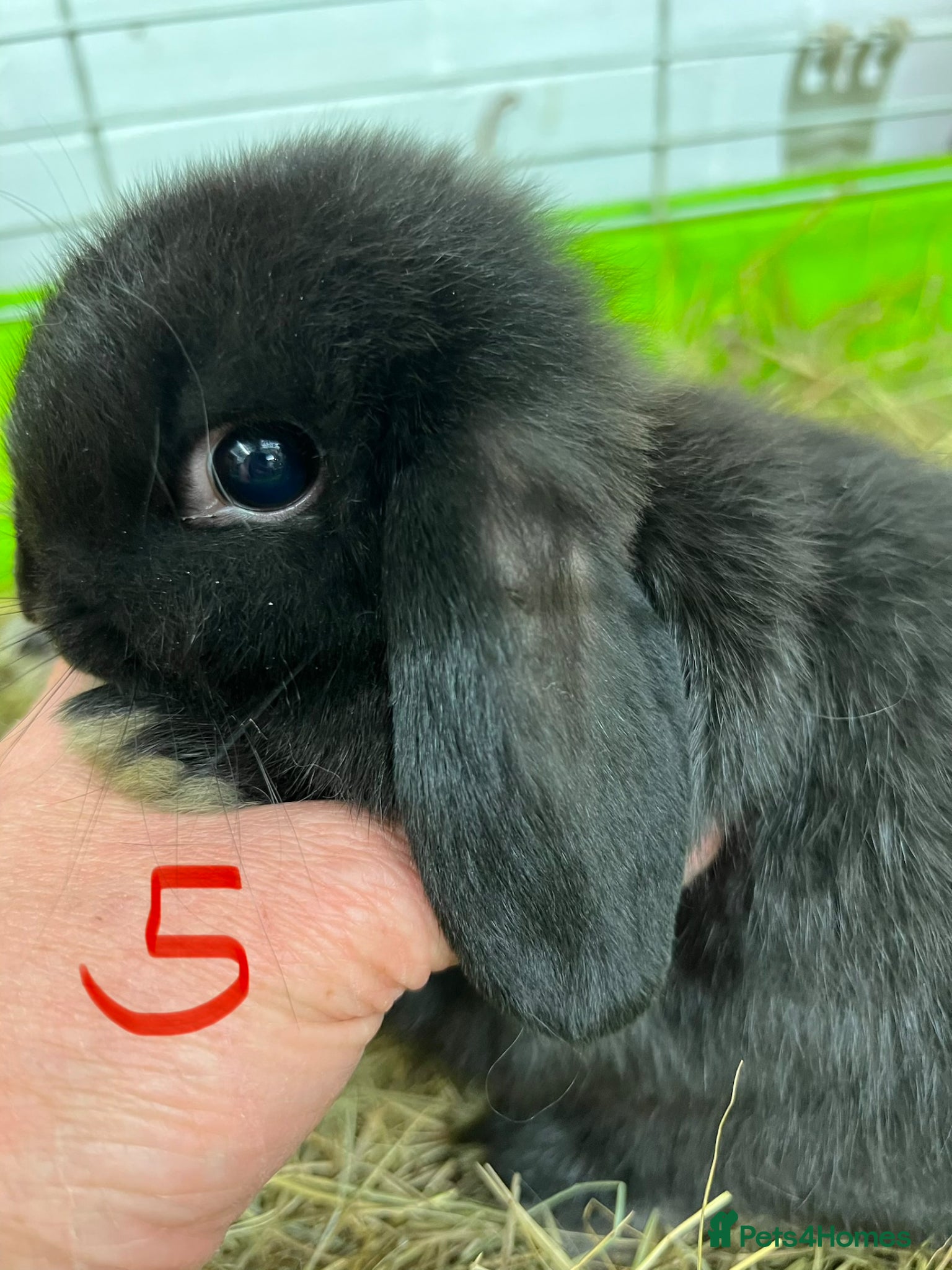 Mini Lop rabbits for sale: Beautiful Mini Lop Boys  in Loughborough - Advert 15