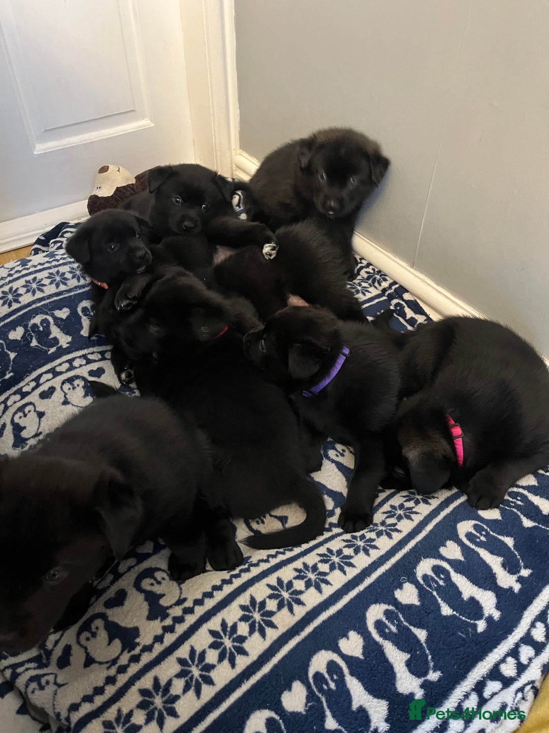 Mixed Breed dogs for sale: 8 beautiful puppies for sale - Advert 4
