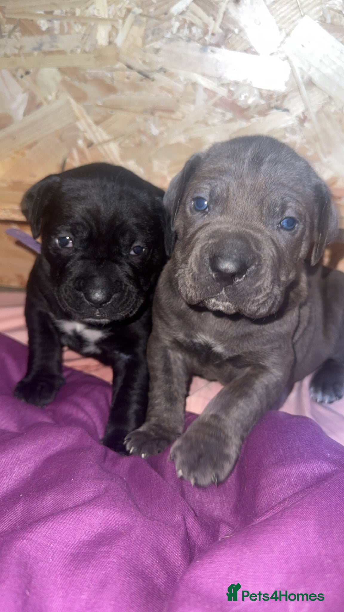 Cane Corso dogs 1 boy 5 girl Cane corso pups - Advert 8