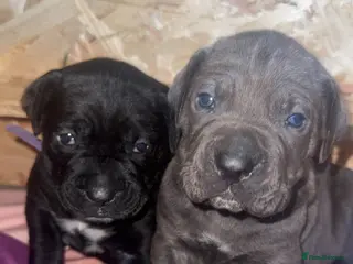 Cane Corso dogs 1 boy 5 girl Cane corso pups - Advert 8