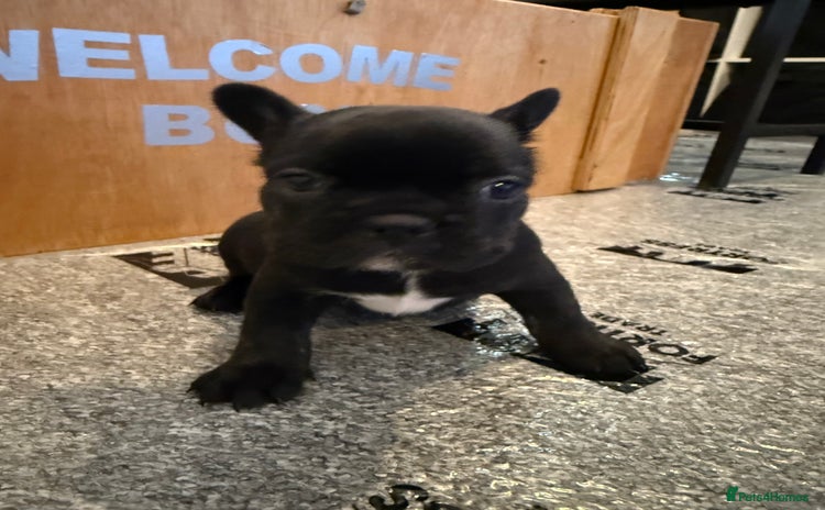 French Bulldog dogs Last 2 chunky black males for sale - Advert 11