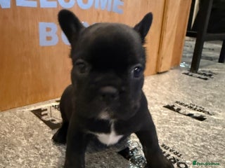 French Bulldog dogs Last 2 chunky black males for sale - Advert 13