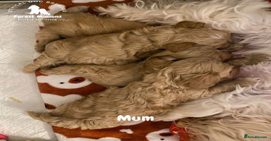 Maltipoo dogs Beautiful Maltipoo Puppies - Advert 9