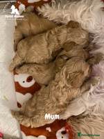 Maltipoo dogs Beautiful Maltipoo Puppies - Advert 1