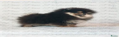 Pomeranian 3