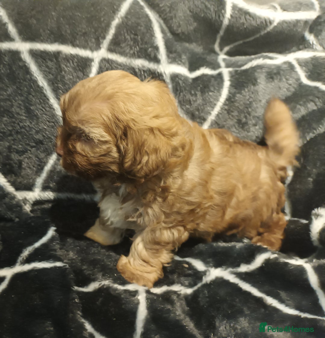 Shihpoo dogs for sale: shihpoo pups ONE BOY LEFT  - Image 15