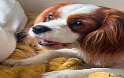 Cavalier King Charles Spaniel dogs for sale: 1 yr old Cavalier King Charles-Loving Home Needed - Advert 10