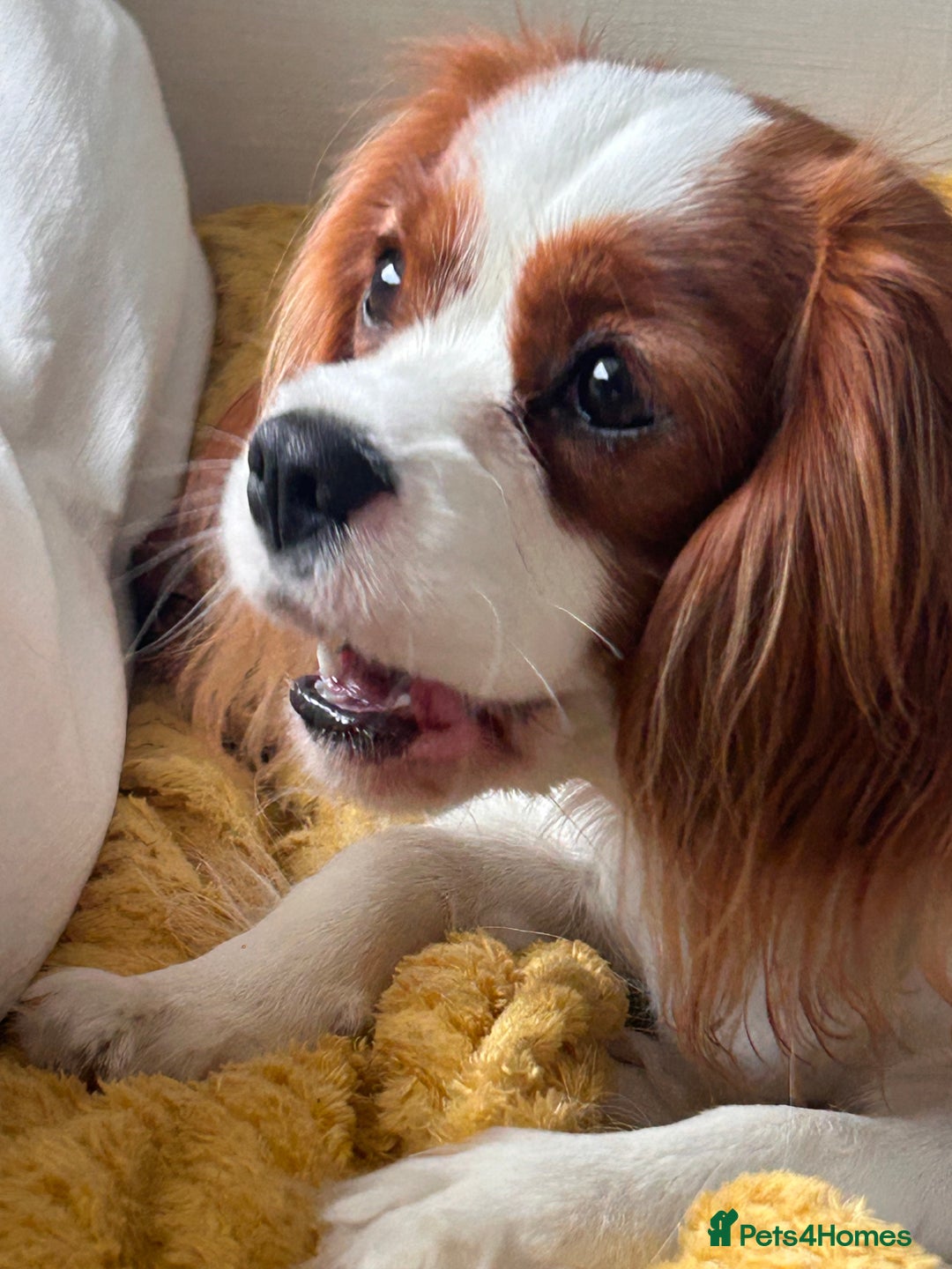 Cavalier King Charles Spaniel dogs for sale: 1 yr old Cavalier King Charles-Loving Home Needed - Advert 10