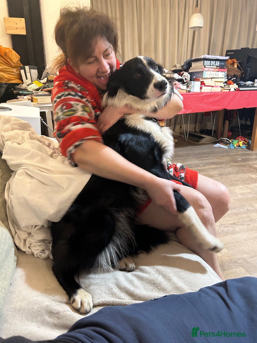 Border Collie dogs for stud: Beautiful Pedigree Stud Border Collie for breeding in Isleworth - Advert 6