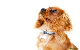 Cavalier King Charles Spaniel dogs for stud: Ruby Cavalier King Charles Spaniel for Stud duties - Image 1