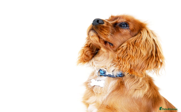 Cavalier King Charles Spaniel dogs - Advert 6
