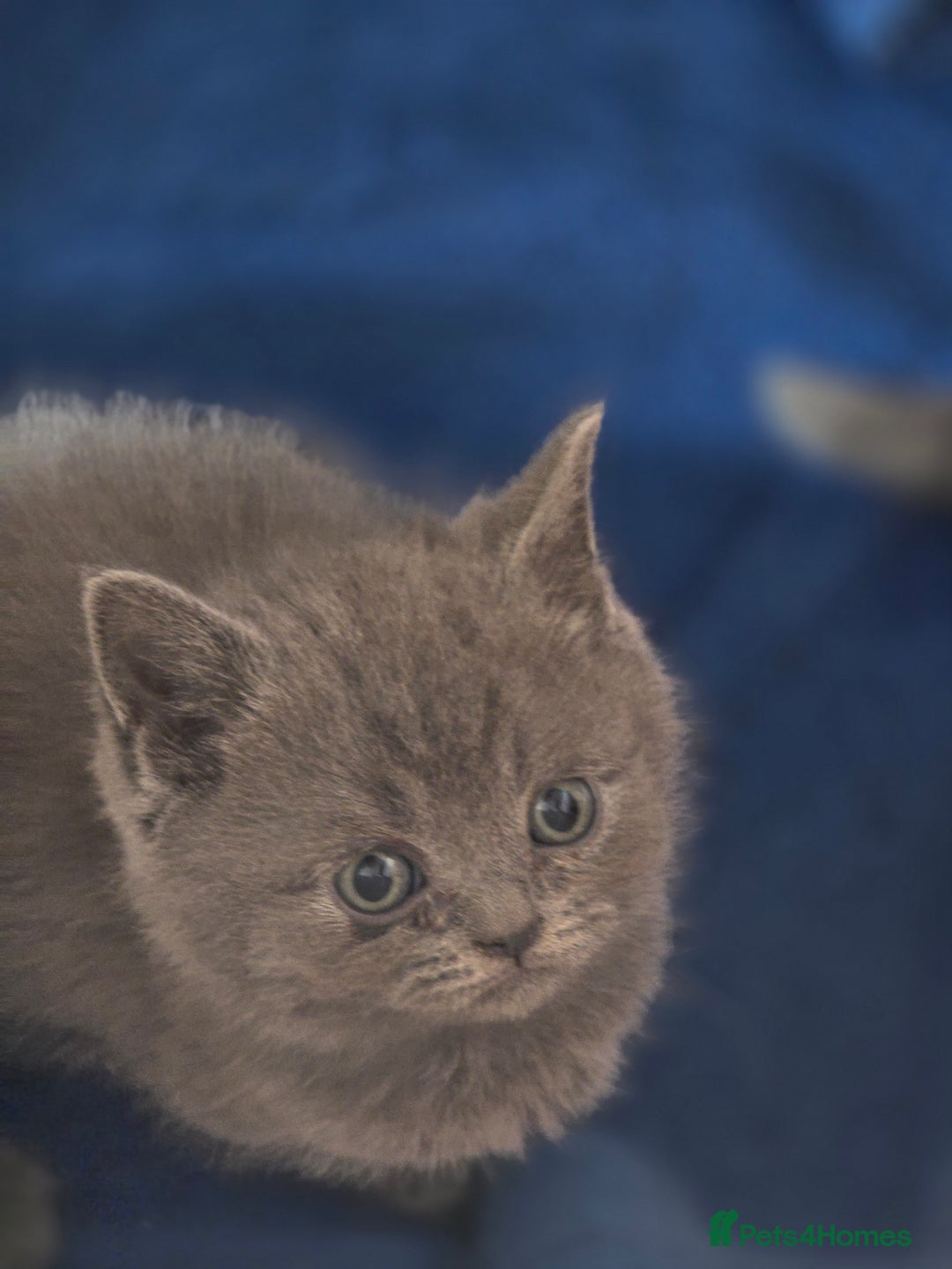 British Shorthair cats for sale: British shorthair  - Image 5