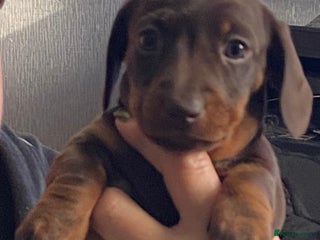 Miniature Dachshund dogs Smooth Coat Mini Dachshund - Advert 5