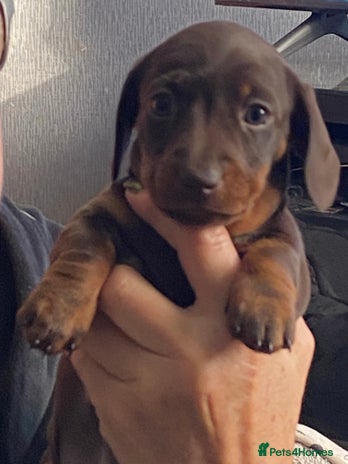 Miniature Dachshund dogs Smooth Coat Mini Dachshund - Advert 6