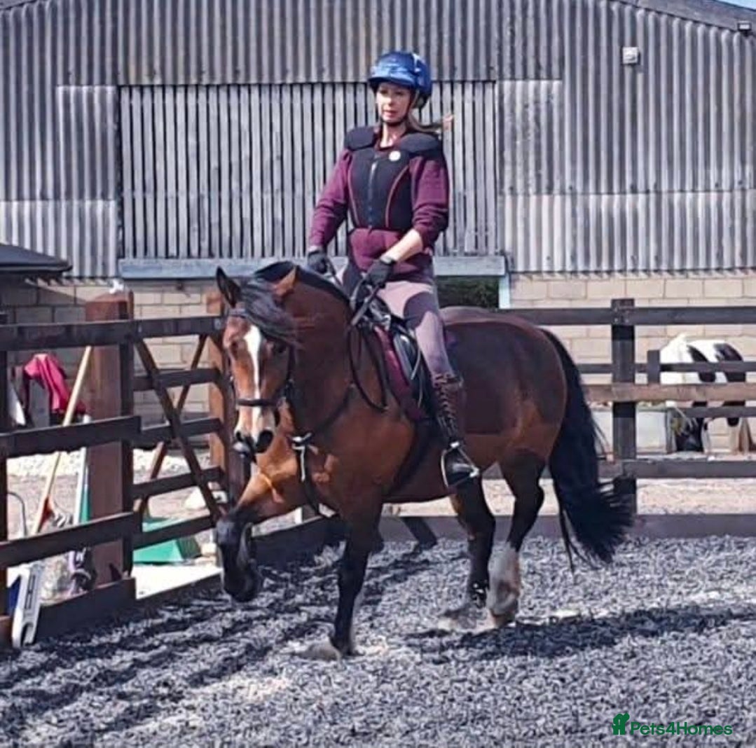 Welsh Section D horses Welsh D - Advert 13