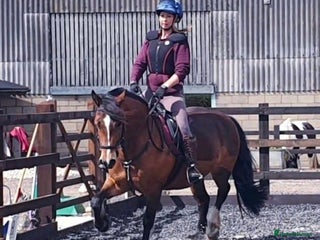 Welsh Section D horses Welsh D - Advert 13