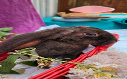 Mini Lop rabbits for sale: Baby velveteen lops & adult mini rex  - Image 8
