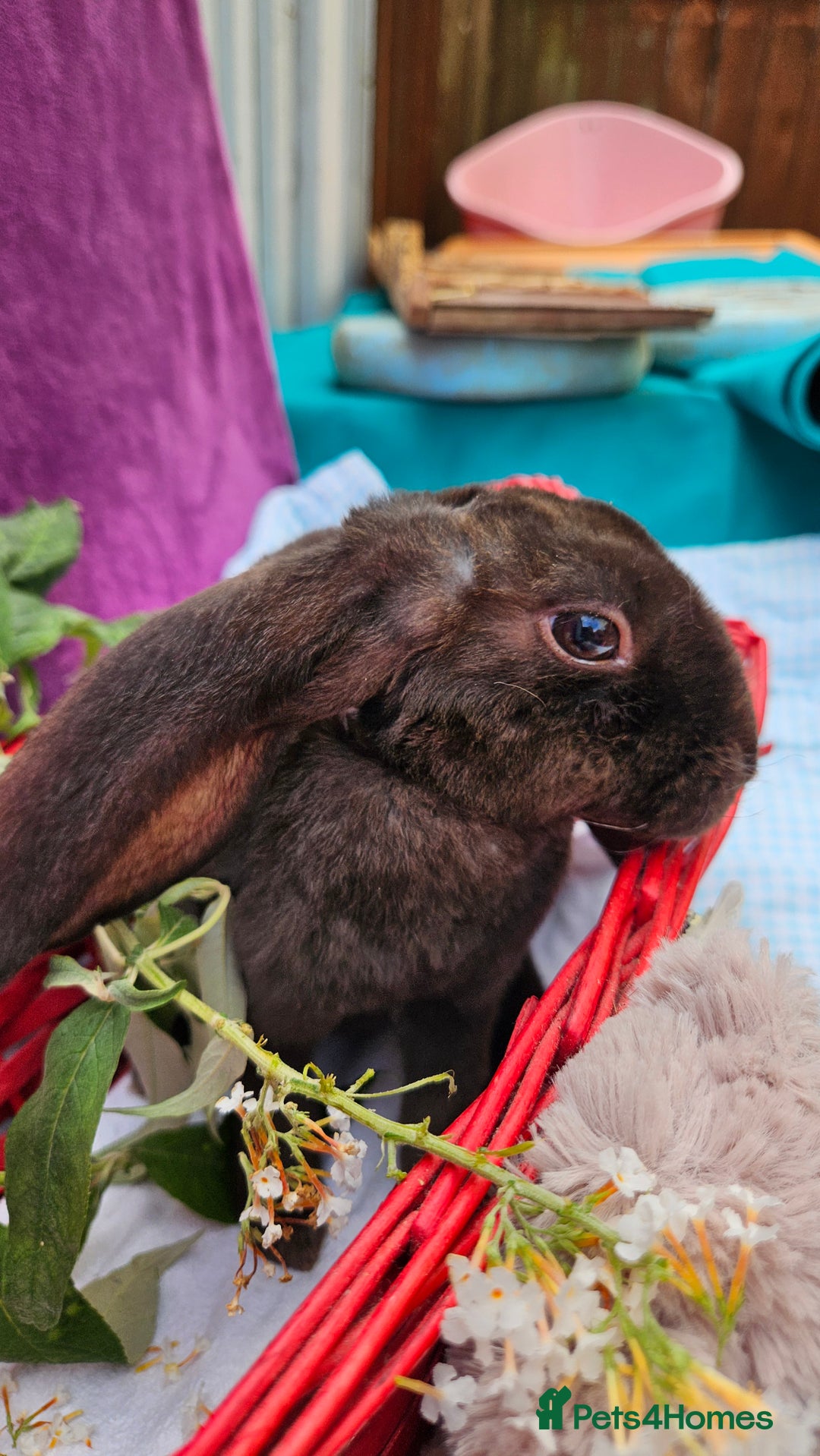 Mini Lop rabbits for sale: Baby velveteen lops & adult mini rex  - Image 8