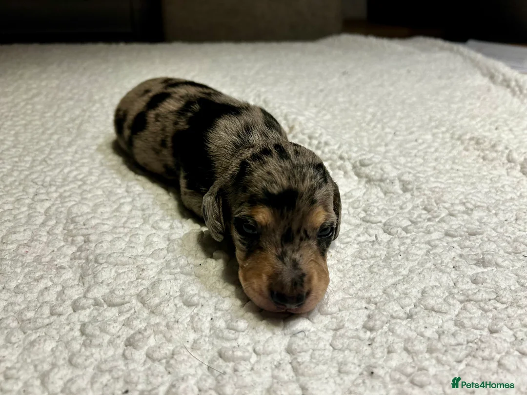 Miniature Dachshund dogs for sale: KC registered litter of mini dachshund puppies  - Advert 12