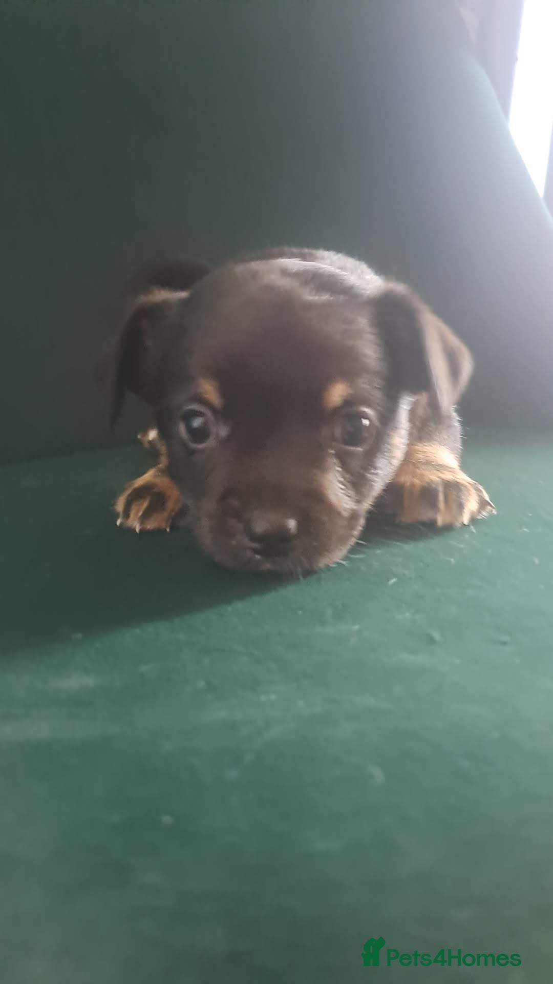 Mixed Breed dogs for sale: 🐾 Adorable Puppies Looking for a Loving Home 🐾   - Image 7
