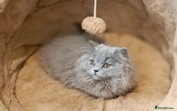 British Longhair cats for sale: TICA Beautiful Blue British Longhair Female - Image 16