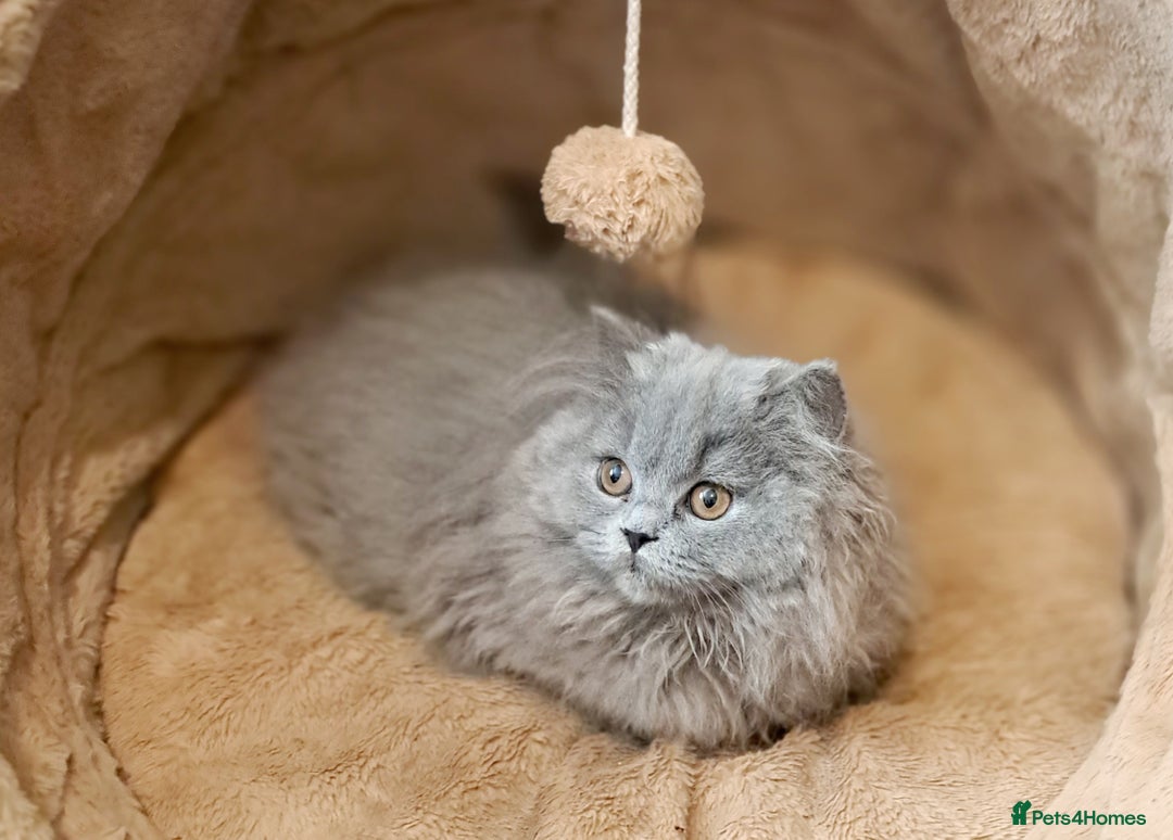 British Longhair cats for sale: TICA Beautiful Blue British Longhair Female - Image 16