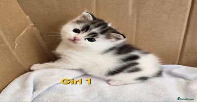 Mixed Breed cats - Advert 15