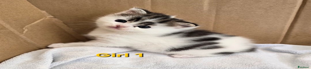 Mixed Breed Kitten 1