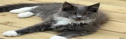 Maine Coon cats for sale: Beautiful full breed Male Maine coon blue  - Advert 10