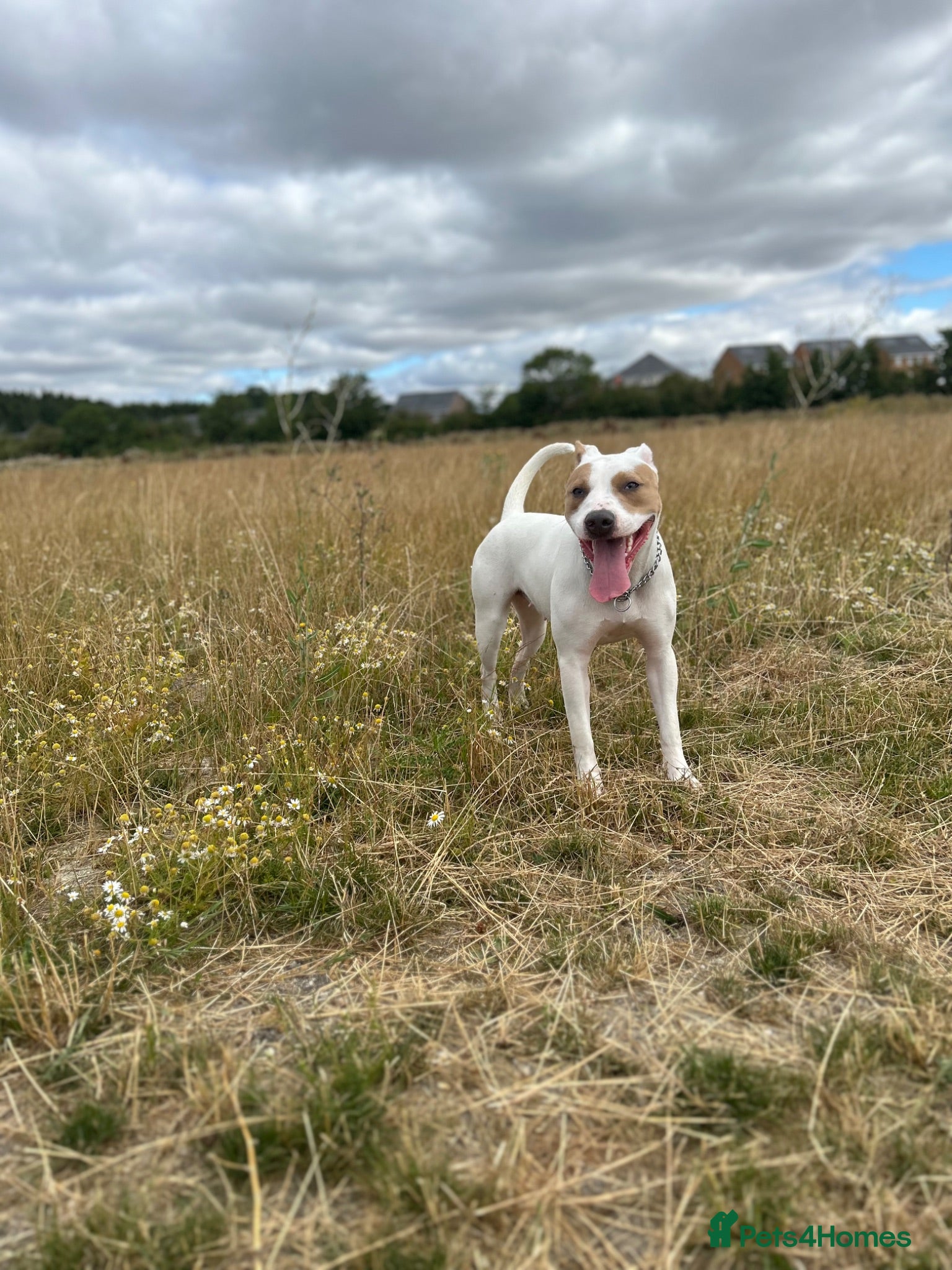 Mixed Breed dogs Staffy cross American Bully- Skye - Advert 9