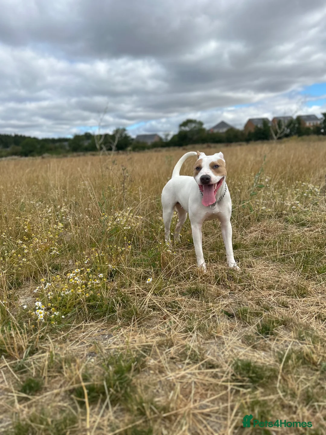 Mixed Breed dogs for sale: Staffy cross American Bully- Skye in Warminster - Advert 1