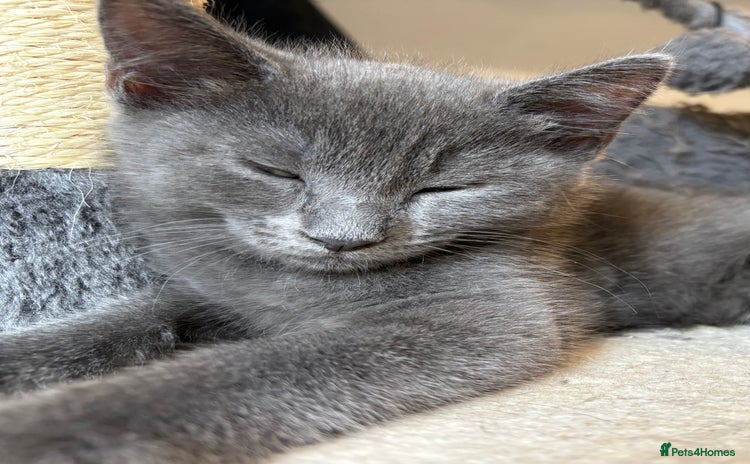 Domestic Shorthair cats - Advert 6