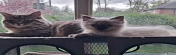 Ragdoll cats for sale: Beautiful ragdoll - Advert 2