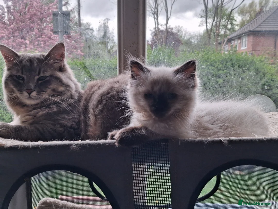 Ragdoll cats for sale: Beautiful ragdoll - Advert 2