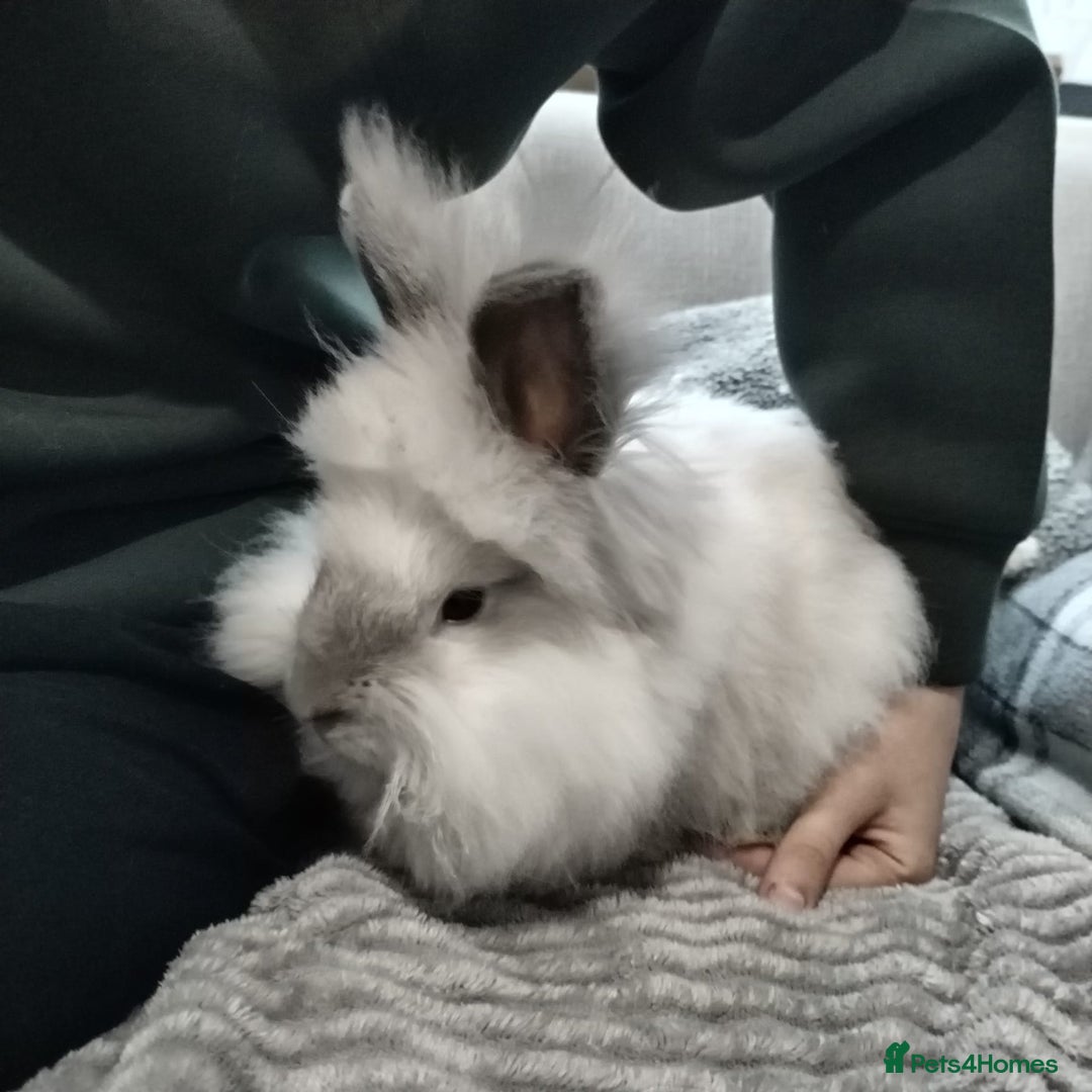 Lionhead rabbits for sale: Free Fluffy Double Mained Lionhead Girl - Advert 4