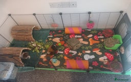 Guinea Pig rodents for sale: Teddy Guineapigs - Image 3