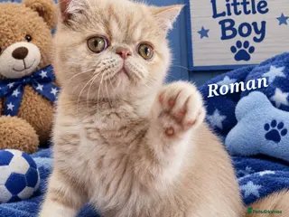 Exotic cats Chunky Gccf registered ( Lilac carrier boys - Advert 4