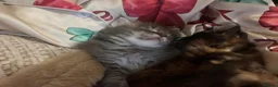 Maine Coon cats for sale: Stunning Blue Male  - Advert 5