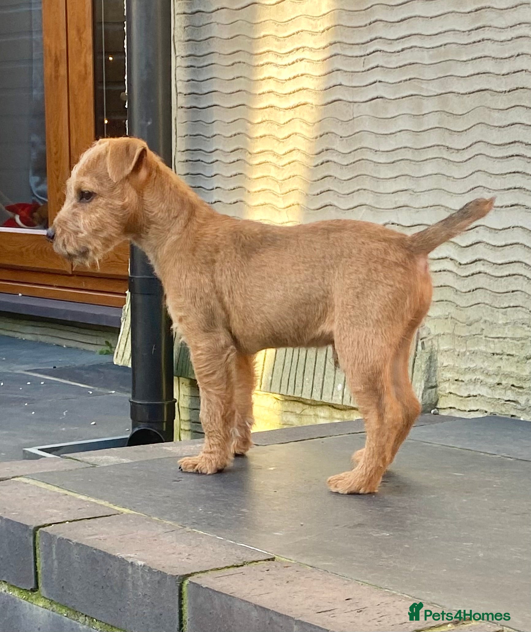 Lakeland Terrier dogs Red Working Type Lakeland Terrier Male For Sale - Advert 1