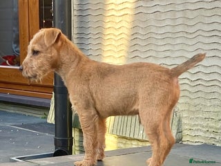 Lakeland Terrier dogs Red Working Type Lakeland Terrier Male For Sale - Advert 1