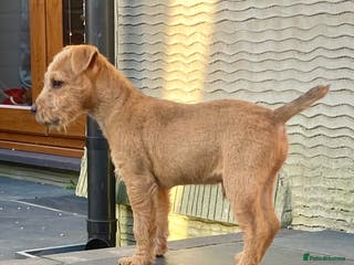Lakeland Terrier dogs Red Working Type Lakeland Terrier Male For Sale - Advert 4