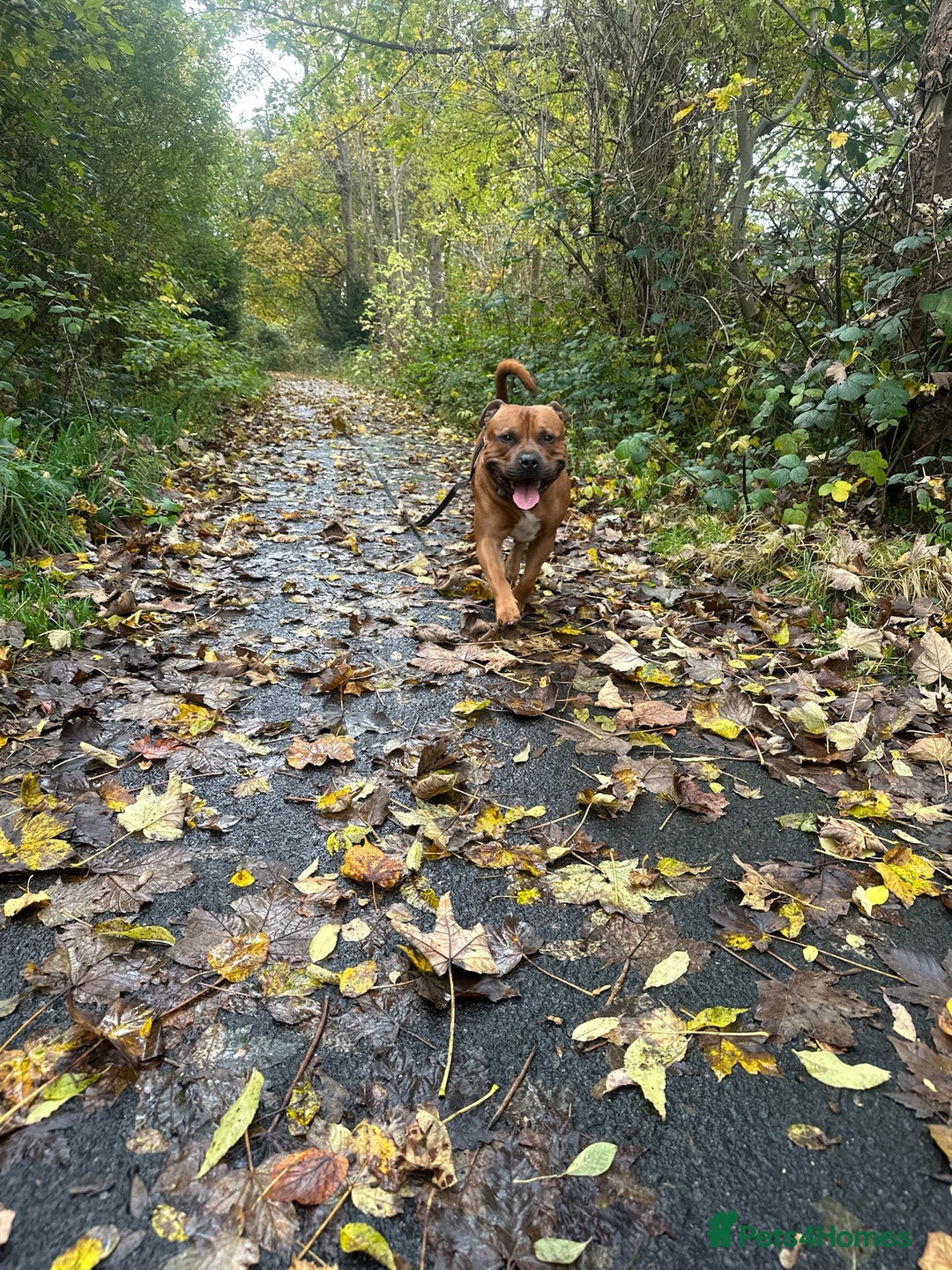 Staffordshire Bull Terrier dogs for stud: 🐕Stud Dog Available Red Staffordshire BullTerrier - Advert 8