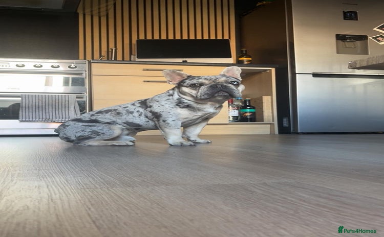 French Bulldog dogs Merle Frenchie  - Advert 3