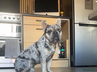 French Bulldog dogs Merle Frenchie - Advert 1