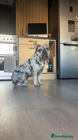 French Bulldog dogs Merle Frenchie - Advert 3