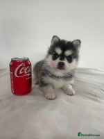 Pomsky dogs - Advert 2