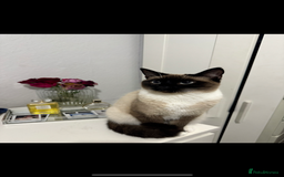 Siamese cats for sale: ASAP - Beautiful Siamese to go to a quiet home  - Image 4