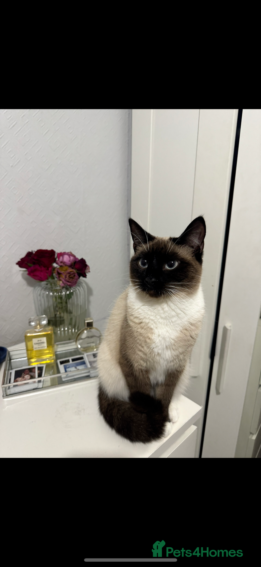 Siamese cats for sale: ASAP - Beautiful Siamese to go to a quiet home  - Image 4